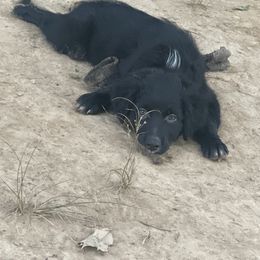 Australian Shepherd Puppies from Elliott’s Aussies