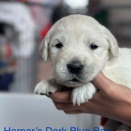 Boy 4 - Light golden male Golden Retriever puppy in Orland, California from Brownfield’s English Cream Golden Retrievers