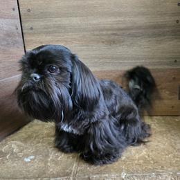 Minnie - Shih Tzu