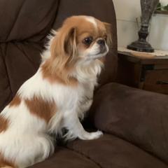 Pumpkin Spice - Sable and white female Japanese Chin puppy in Davisville, Missouri from Uniquely Yours, Shelly’s Japanese Chins