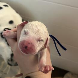 Blue - White and black male Dalmatian puppy in Austin, Texas from Dazzling Dalz