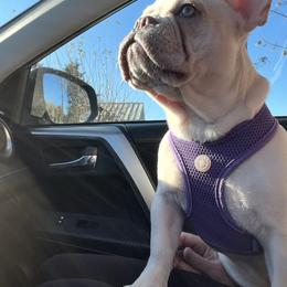 French Bulldog Puppies from Foster Lake Frenchies