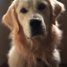 Shadow - Light golden male Golden Retriever puppy in Willis, Texas from Lakemist Retrievers