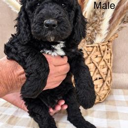 Clay - Black male Poodle puppy in Woodleaf, North Carolina from Circle T Ranch K9s