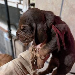 Red boy - Liver and tan male Bloodhound puppy in Conway, Missouri from Ozark Mountain Kennel