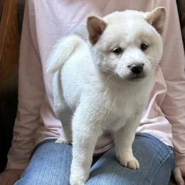 Rosemary - Cream female Shiba Inu puppy in Florence, Oregon from Sunbeam Shiba Inus