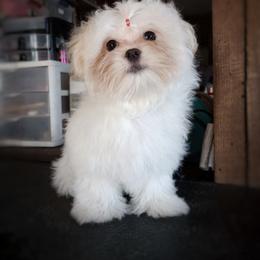 Companion Cross, Mal-Shi, Maltese, Maltipoo, Morkie, and Shih Tzu Puppies from Seeking Shalom Acres Maltese, Maltipoos & Havamalts