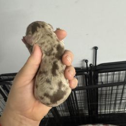 Dottie - Chocolate and cream female Dachshund puppy in Fredericksburg, Indiana from Blue River Mini Dachshunds