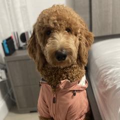 Rosie - Goldendoodle