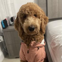 Rosie - Goldendoodle
