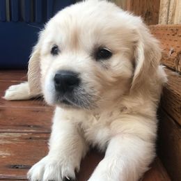Golden Retriever Puppies from West Coast Cream Goldens