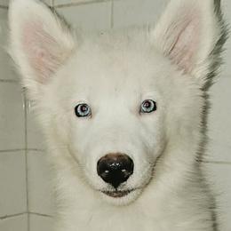 Buscaro - White male Yakutian Laika puppy in Harlem, Georgia from Trailblazer Yakutian Laikas