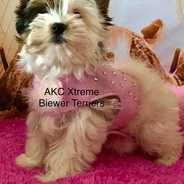 Delilah girl - Black tan and white female Biewer Terrier puppy in Jonestown, Pennsylvania from AKC Xtreme Biewer Terriers...