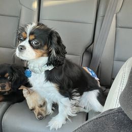 Chara - Cavalier King Charles Spaniel