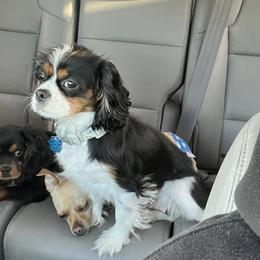 Chara - Cavalier King Charles Spaniel