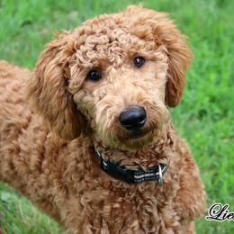 Precious' Girls 5 of 5 - Standard F1B - Red  female Goldendoodle puppy in Lebanon, Missouri from Knapp's Paw Prints