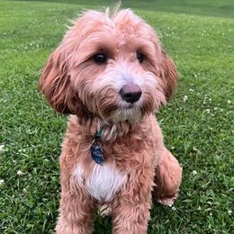 Lacy - Cockapoo
