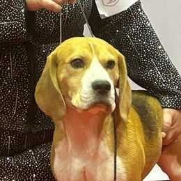 Beagles from Scentini Beagles