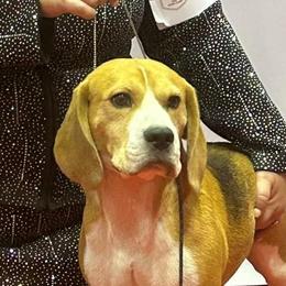 Beagles from Scentini Beagles