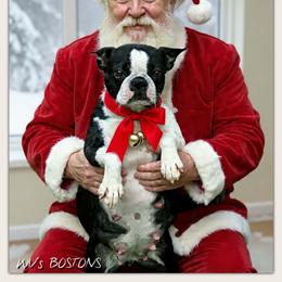 Sunkist - Boston Terrier