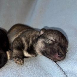 Wolf grey female - Agouti and white female Siberian Husky puppy in Doswell, Virginia from Shinko Siberians