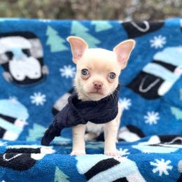 Winston - Cream and white male Chihuahua puppy in Mesa, Arizona from Arizona Dream Chihuahuas