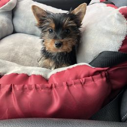 Yorkshire Terrier Puppies from Jackie Jenny’s Precious Yorkies