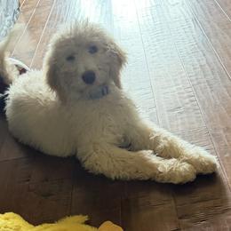 Bella - Cream female Aussiedoodle puppy in Lavonia, Georgia from H & A Kennels