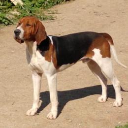 Fitz - Treeing Walker Coonhound