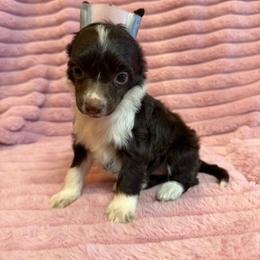 Girl 1 - Chocolate female Chinese Crested puppy in Aberdeen, Idaho from Willow Creek Cresteds