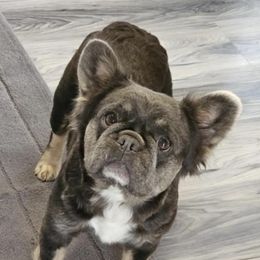 Fluffin - French Bulldog
