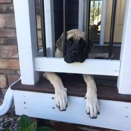 Mastiff Puppies from Clearbrook Mastiffs