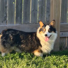 Boss - Black and tan male Pembroke Welsh Corgi puppy in Bloomfield, Iowa from Beebe’s Corgis & Doxies
