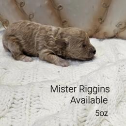 Poodle Puppies from Tiny Toy Poodles