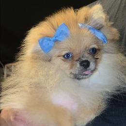 Shakira - Black and brindle female Pomeranian puppy in Santa Ana, California from Legacy Pomeranian of Orange County
