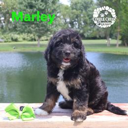 Marley - Phantom male Bernedoodle puppy in Heyworth, Illinois from Cobble Creek Puppies