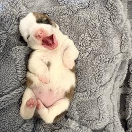 Bumble Bee - Sable female Pembroke Welsh Corgi puppy in Arcanum, Ohio from Weissway Corgis