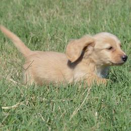 Billy - Cream male Dachshund puppy in Paris, Texas from Michel Creek Kennel