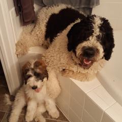 Cockapoos and Saint Berdoodles from Doodleloveforever