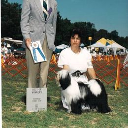 Tibetan Terrier All Grown Up from Kham Ra Tibetan Terriers