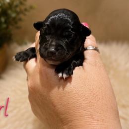 Monica - Black and white female Aussiedoodle puppy in Abbeville, South Carolina from Double E Doodles