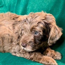 Bo Peep - Merle female Goldendoodle puppy in Peoria,  Az, Arizona from Not Just "Golden" Doodles