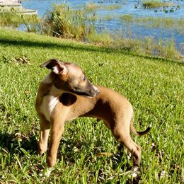 Italian Greyhound Puppies from Quality Italian Greyhounds