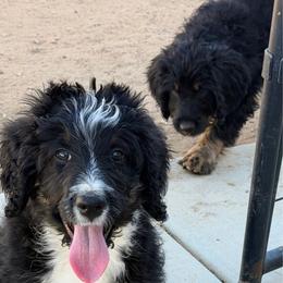 Bailey - Tri-color female Bernedoodle puppy in Phelan, California from PuppyPaws4U