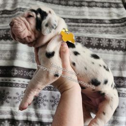 Yellow collar - Harlequin female Great Dane puppy in Alton, Illinois from Show Me Great Danes and Basset Hounds