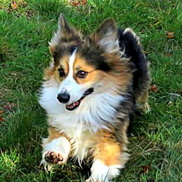 Bellamy  - Pembroke Welsh Corgi