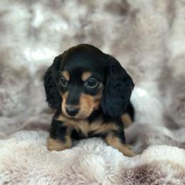 Delilah (Twix) - Black and cream female Dachshund puppy in Lincoln, California from ForeversEdge Doxies