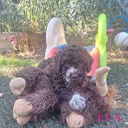 Girl 2 - Brown female Lagotto Romagnolo puppy in Salida, California from Harper's Lagotti