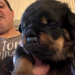 Black boy - Black and mahogany male Rottweiler puppy in Colorado Springs, Colorado from Von Locher Rotties