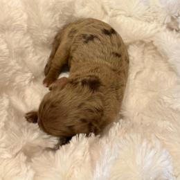 Chip - Merle male Goldendoodle puppy in Caldwell, Idaho from Leila Pearson